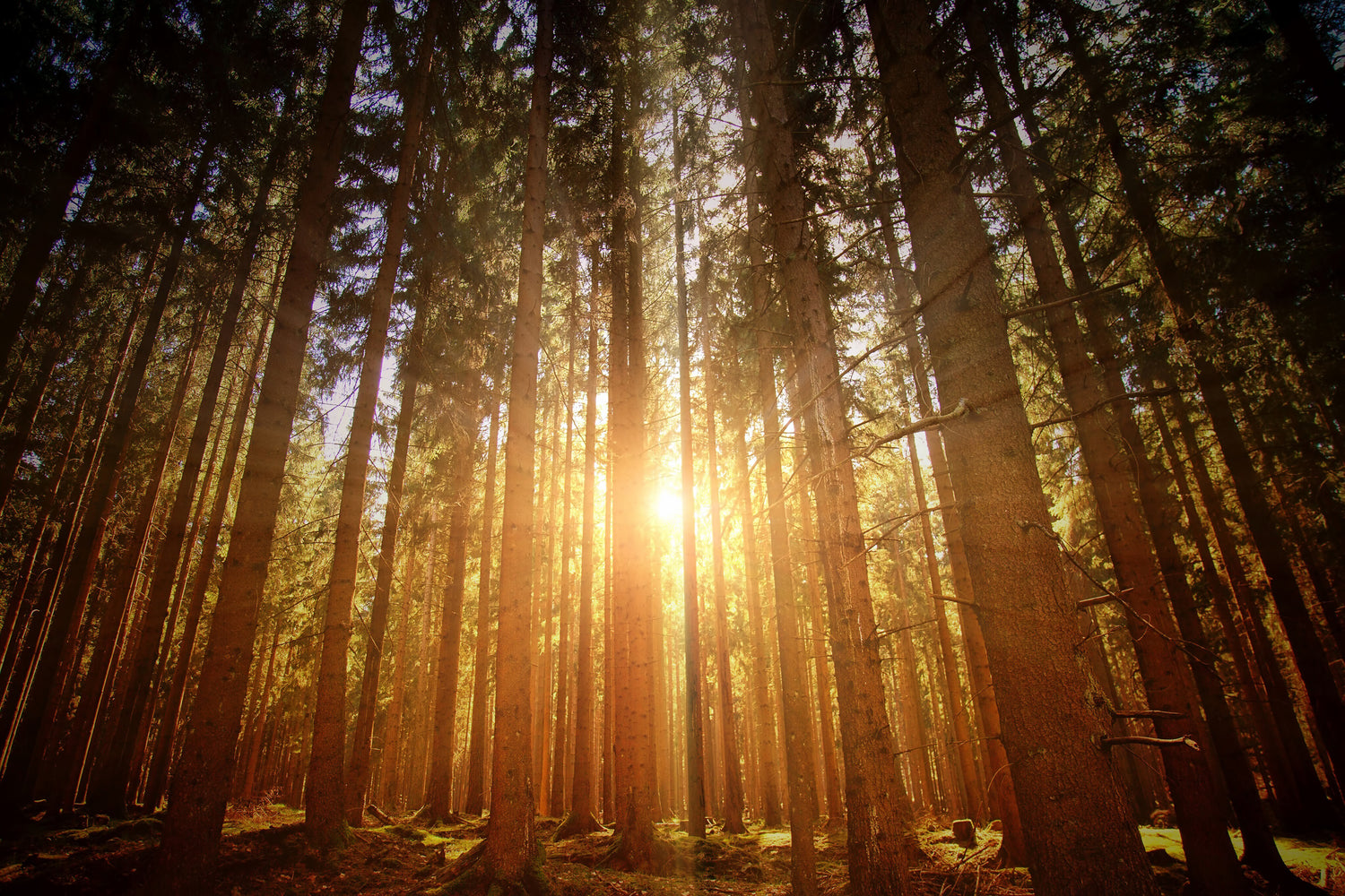 At Tangled Roots a tree is planted for every order.  This image shows sunlight coming through a forest.