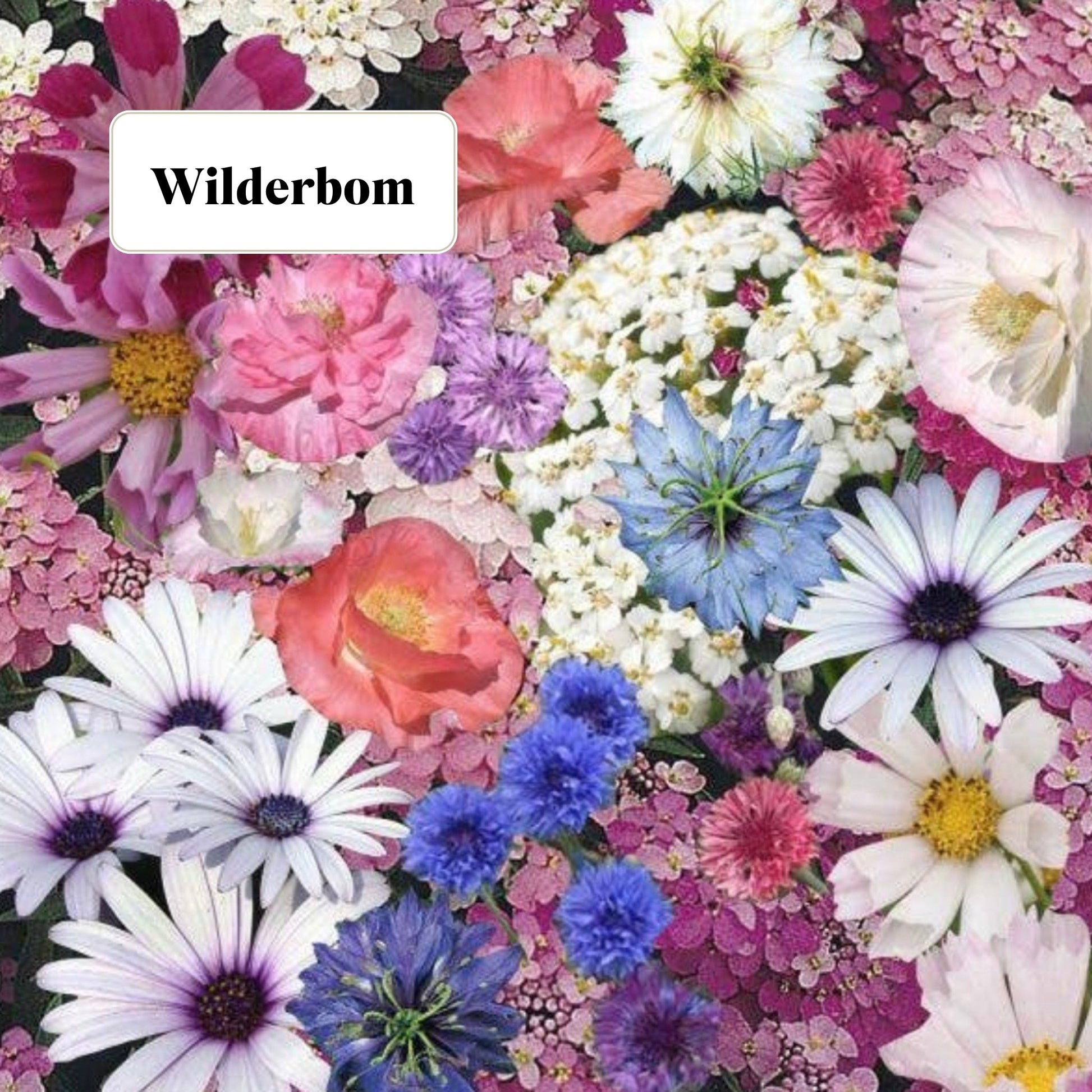 Wildflower Seed Seedbom - Tangledroots.shop